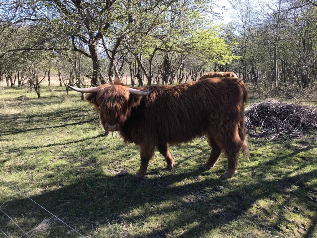 Highland cattle on the Amarminoen hiking route near Copenhagen, Denmark
