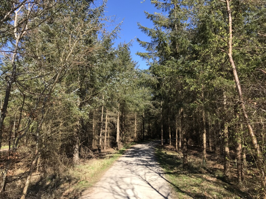 Forest trail on the Amarminoen hiking route near Copenhagen, Denmark