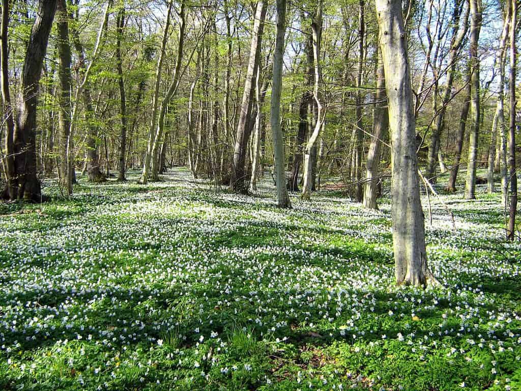 Danish Forest