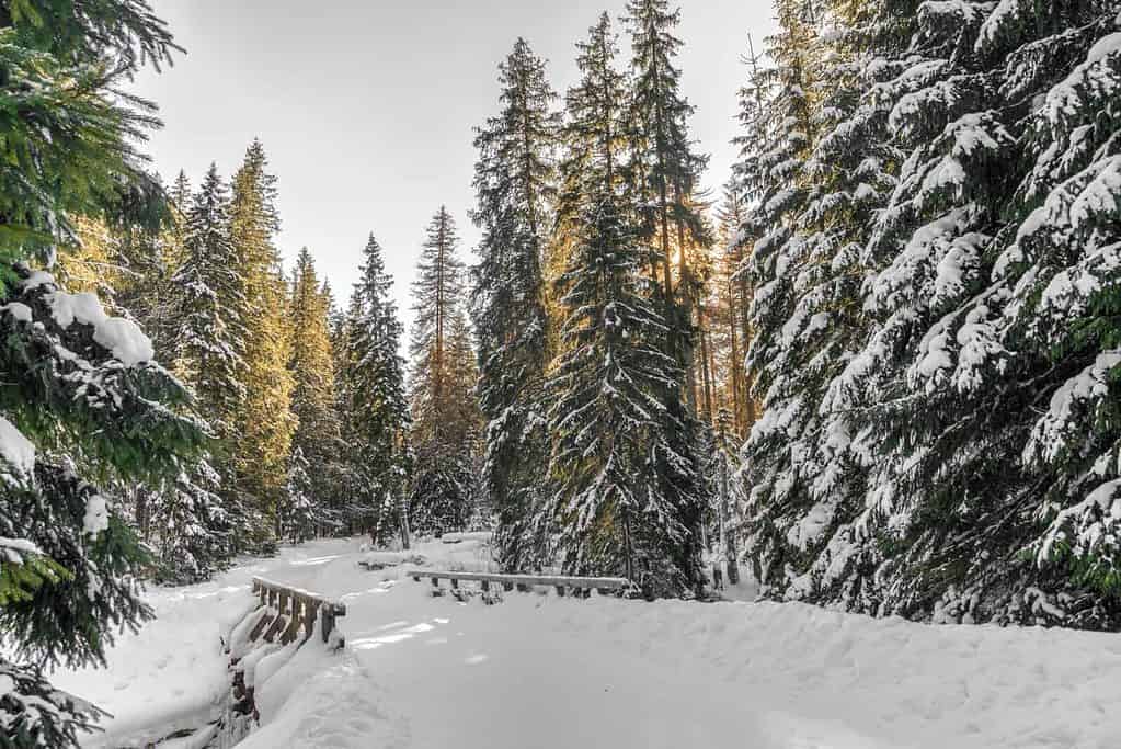 Forest in Idaho Falls covered in snow